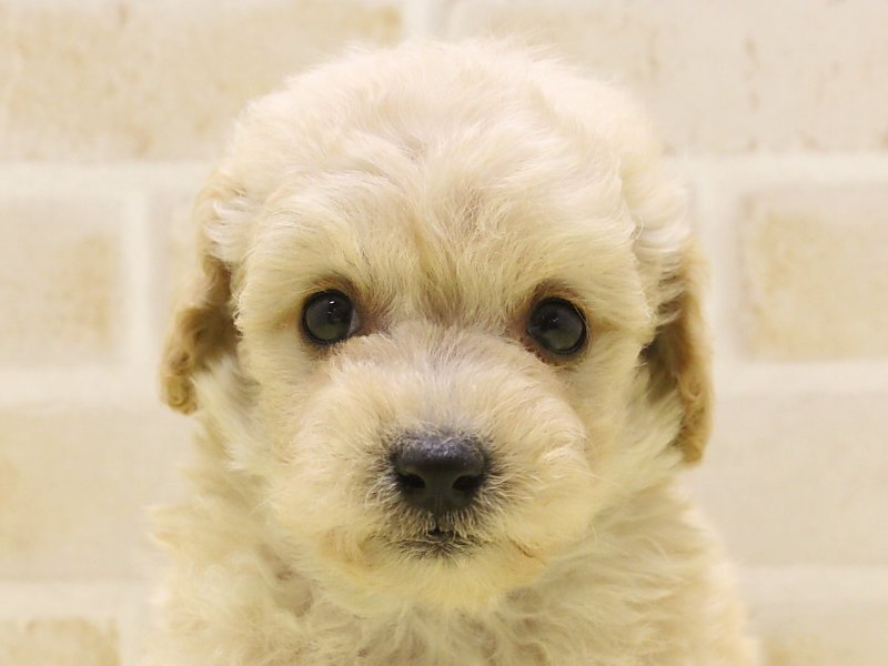 大型犬 中型犬 用 暖か ジャケット ハーネス 一体型 犬 ベスト